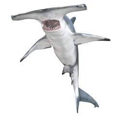 Hammerhead shark isolated 3d render
