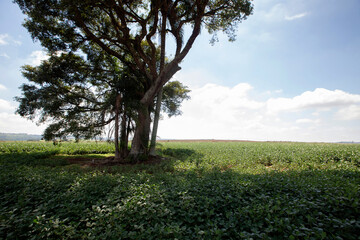 Fototapeta na wymiar Tree in the backlight of the soybean field. Goias state, Brazil