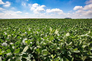 Growing soybean field under deep blue sky with clouds. Goias state, Brazil