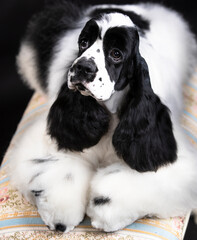 Portrait of a black and white purebred American Cocker Spaniel