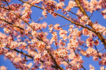 Close up of pink spring tree blossom.