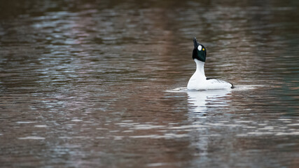 Common goldeneye (Bucephala clangula) on a lake, Edinburgh, Scotland