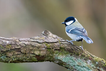 Great tit (Parus major) perched on a branch in the forest, Edinburgh, Scotland