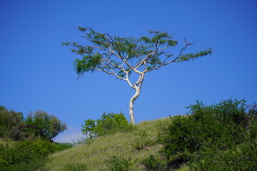 WHITE TREE