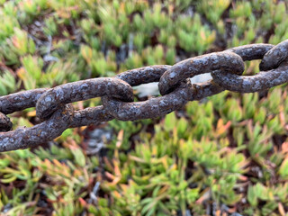 Thick rusty, corroded chain links going diagonally across image with out of focus ice plant in background