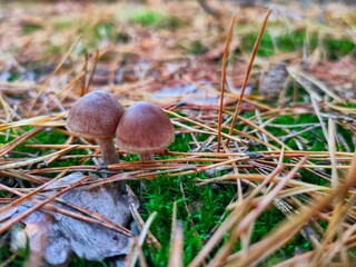 A poisonous mushroom in the autumn forest.