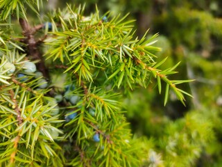 Juniper tree branch Background with juniper branches grow close-up