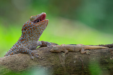 Tokay gecko and house gecko on a dead wood with bokeh background 