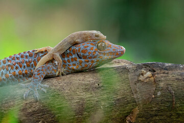 Tokay gecko and house gecko on a dead wood with bokeh background 