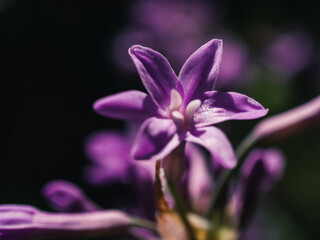 Plakat Purple flower in the garden