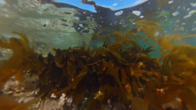 Alga marina seguendo el movimiento del mar