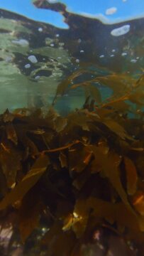Alga marina siguiendo el movimiento de las olas