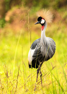 A closeup of a Grey Crowned Crane in Kigo Uganda