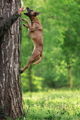 Belgian shepherd malinois jumping on tree