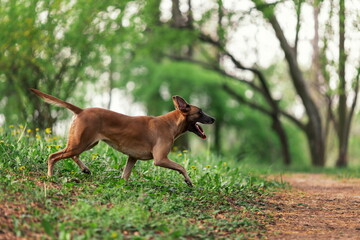 Naklejka premium Belgian shepherd malinois walking in the green park