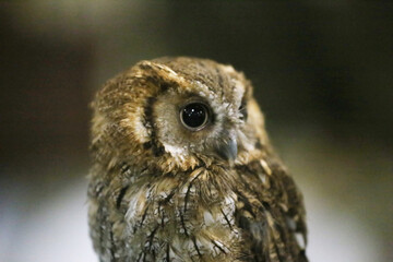 Wild bird owl with big eyes. Choliba. Closeup in bokeh lights