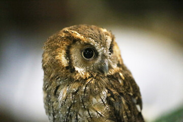 Wild bird owl with big eyes. Choliba. Closeup in bokeh lights