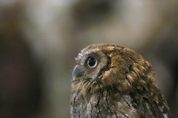 Wild bird owl with big eyes. Choliba. Closeup in bokeh lights