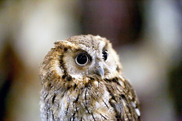 Wild bird owl with big eyes. Choliba. Closeup in bokeh lights