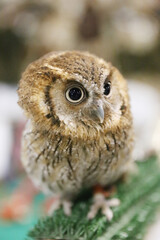 Wild bird owl with big eyes. Choliba. Closeup in bokeh lights