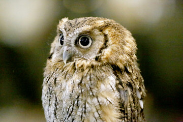 Wild bird owl with big eyes. Choliba. Closeup in bokeh lights