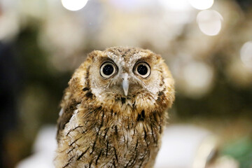 Wild bird owl with big eyes. Choliba. Closeup in bokeh lights