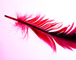 red feather isolated on white background