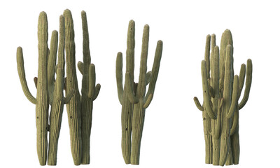 variety of cactus plants © Poprock3d