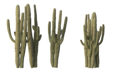 Foto op Canvas variety of cactus plants © Poprock3d