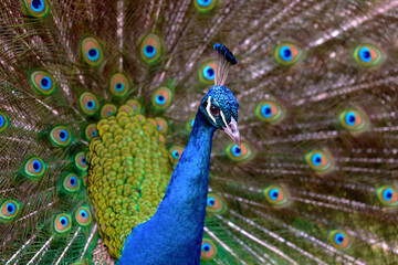 Obraz na płótnie Canvas portrait of a male peacock