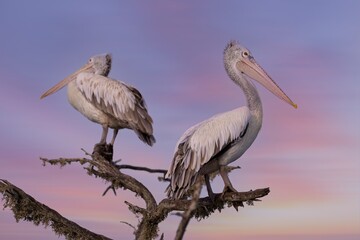 Spot-billed Pelican, Pelecanus philippensis, pelikan skvrnozobý, It is a bird of large inland and coastal waters, especially large lakes.