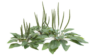 Broadleaf plantain plant © Poprock3d