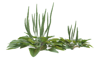 Broadleaf plantain plant © Poprock3d