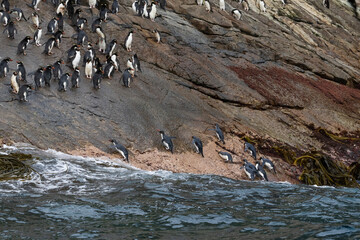 Obraz premium A flock of Snares penguins (Eudyptes robustus)