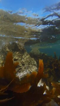 Algas marinas bajo el agua