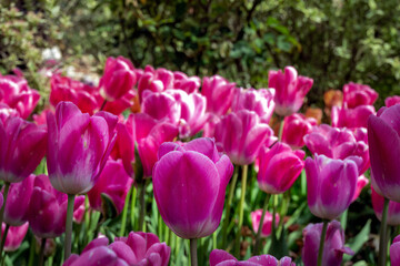 Obraz premium Beautiful pink Tulipa Sauternes in spring, close up