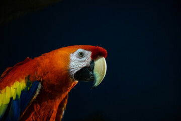 Beautiful colorful parrot. The scarlet macaw also known as Ara macao.