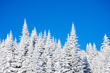 Snowy forest contrasting against the blue sky on a wonderful winter day