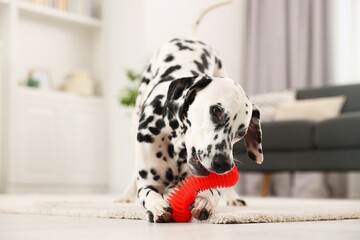 Adorable Dalmatian dog playing with toy indoors. Lovely pet