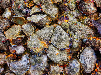 Oysters on a rock by the sea