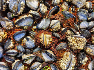 Mussels on a rock by the sea