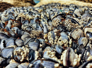 Mussels on a rock by the sea