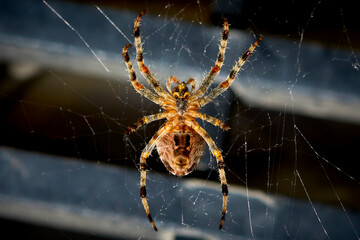 big beautiful spider in its web on a dark background