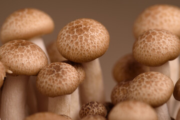 Shimeji mushroom. Fresh uncooked buna brown edible mushrooms from Asia, rich in umami tasting compounds such as guanylic and glutamic acid