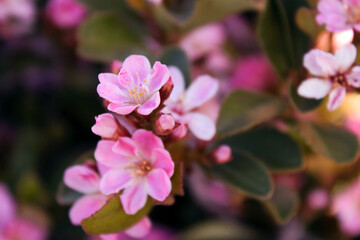 Fototapeta na wymiar close up of beautiful pink blossom flowers at day light