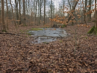 Capturing the Beauty of a Danish Winter: A Stunning Scene of a Frozen Puddle Mirrored on a Wooden Floor, Surrounded by the Warm Hues of Brown and Green Fallen Leaves