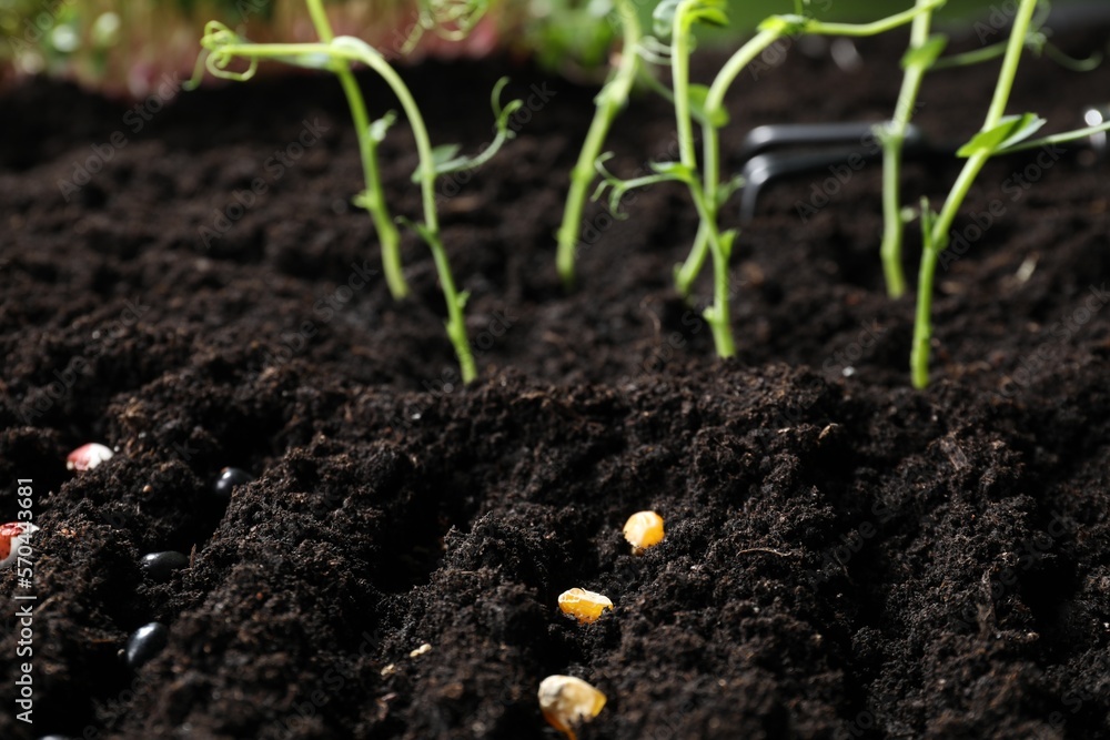 Wall mural rows with different seeds in fertile soil. vegetable growing