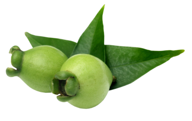 Golapjam of Bangladesh