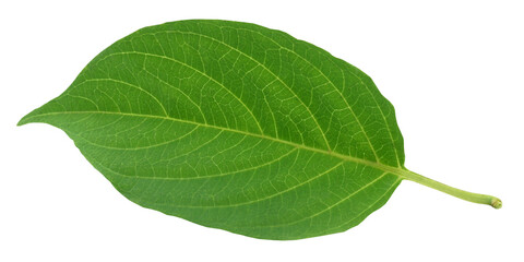 Fototapeta premium Medicinal gondho badali of Indian subcontinet