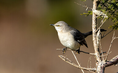 black backed shrike